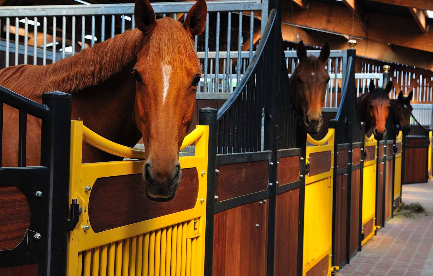 Chevaux2